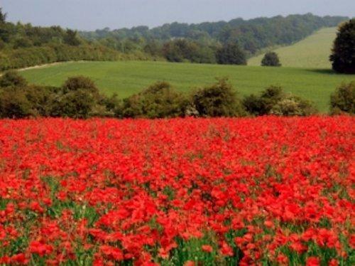 3000 Red Corn Poppy Seeds | Papaver Rhoeas - Seed World