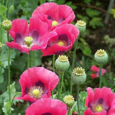 500 Pepperbox Poppy Seeds