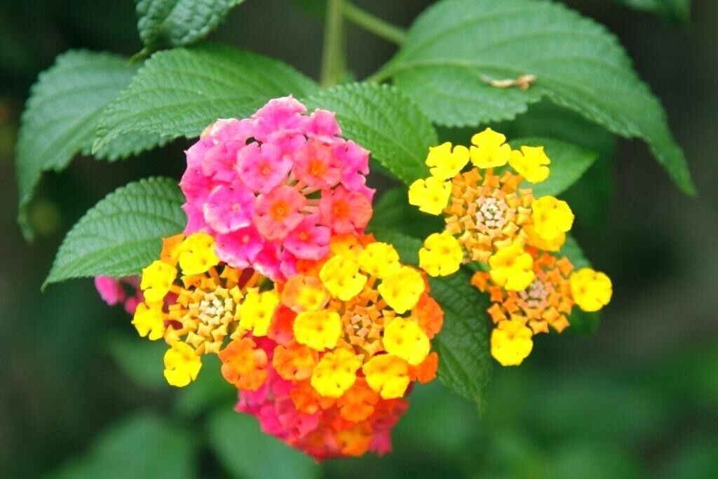 30 Lantana Camara Seeds