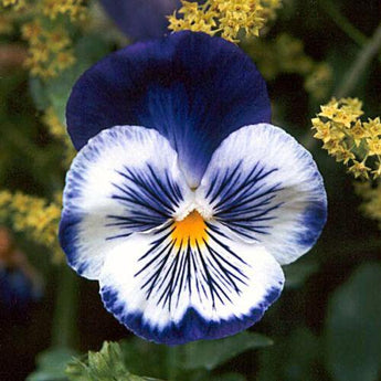 35 Blue Pansy Joker Flower Seeds - Seed World