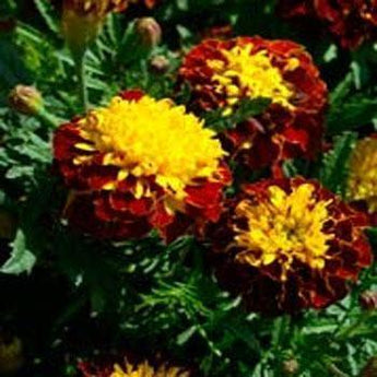 35 French Marigold Harmony Seeds - Seed World