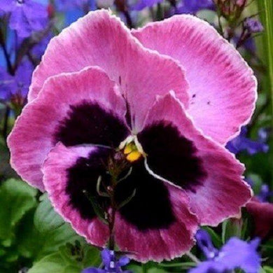 35 Pansy Mammoth Pink Berry Seeds - Seed World