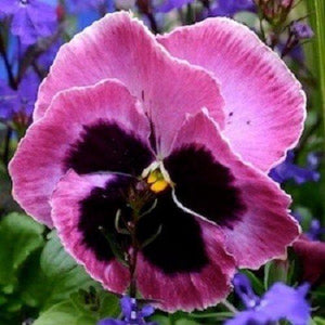 35 Pansy Mammoth Pink Berry Seeds - Seed World