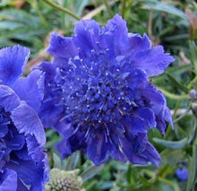 35 Pincushion Scabiosa Flower Seeds - Seed World