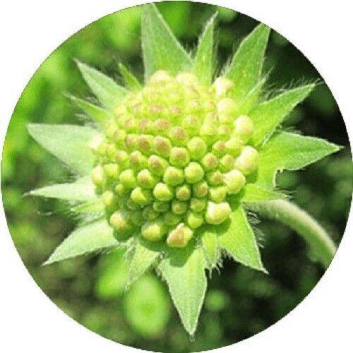 35 Pincushion Scabiosa Flower Seeds - Seed World