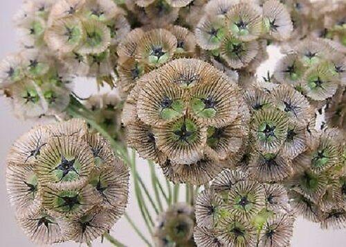 35 Pincushion Scabiosa Flower Seeds - Seed World