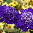 Dark Purple