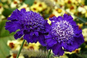 35 Pincushion Scabiosa Flower Seeds - Seed World