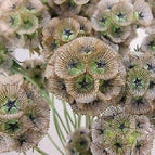 Starflower