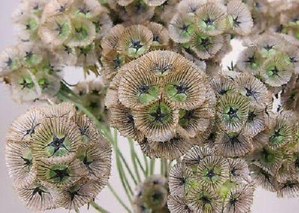 35 Pincushion Scabiosa Flower Seeds - Seed World
