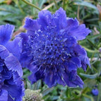 Deep Blue