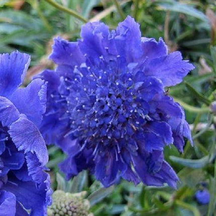 35 Pincushion Scabiosa Flower Seeds - Seed World
