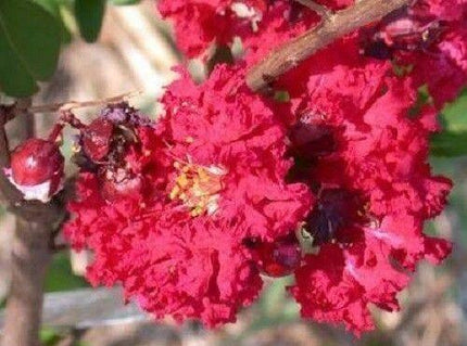 35 Red Crepe Myrtle Seeds - Seed World