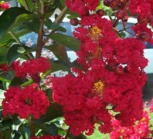 35 Red Crepe Myrtle Seeds - Seed World