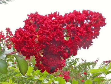 35 Red Crepe Myrtle Seeds - Seed World