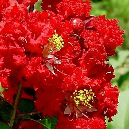 35 Red Crepe Myrtle Seeds - Seed World