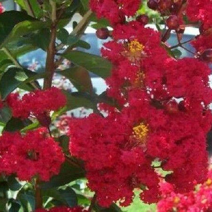 35 Red Crepe Myrtle Seeds - Seed World