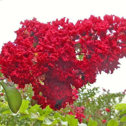35 Red Crepe Myrtle Seeds - Seed World