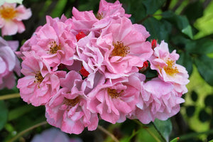 35 Rosa Canina Seeds - Pink Flowering Rosehip Rose Bush - Seed World