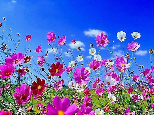 350 Cosmos Sensation Mix Bipinnatus Flower Seeds - Seed World