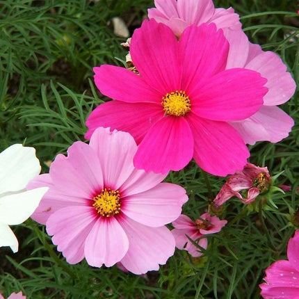 350 Cosmos Sensation Mix Bipinnatus Flower Seeds - Seed World