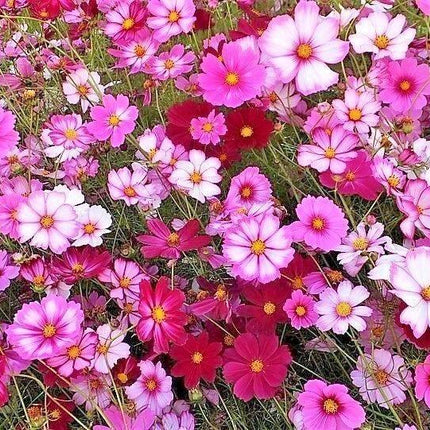 350 Cosmos Sensation Mix Bipinnatus Flower Seeds - Seed World