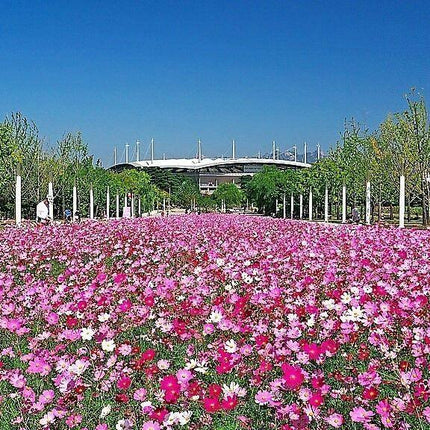 350 Cosmos Sensation Mix Bipinnatus Flower Seeds - Seed World