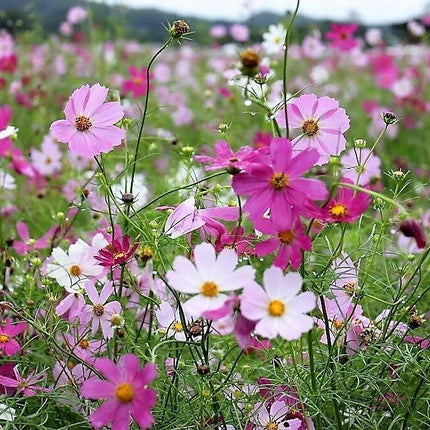 350 Cosmos Sensation Mix Bipinnatus Flower Seeds - Seed World