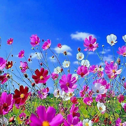 350 Cosmos Sensation Mix Bipinnatus Flower Seeds - Seed World