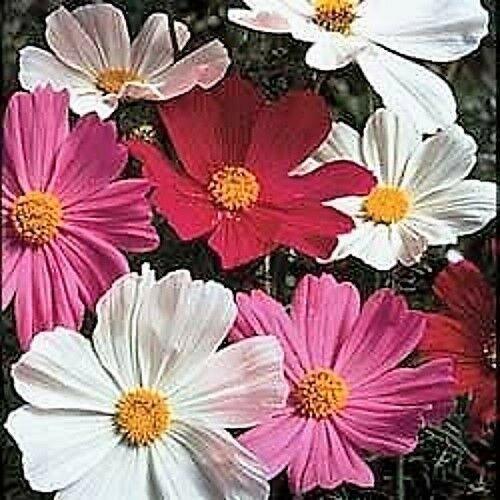 350 Cosmos Sensation Mix Bipinnatus Flower Seeds - Seed World