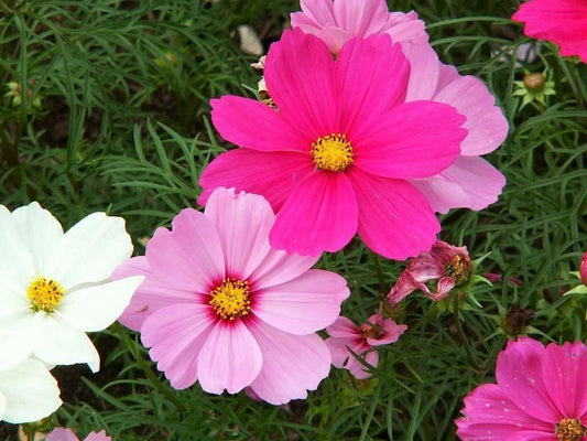 350 Cosmos Sensation Mix Bipinnatus Flower Seeds - Seed World