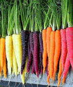 350 Rainbow Mix Carrot Seeds - NON-GMO - Seed World