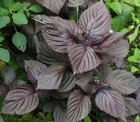 350 Shiso (Perilla Frutescens) Seeds - Seed World