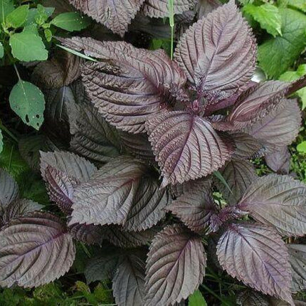 350 Shiso (Perilla Frutescens) Seeds - Seed World