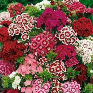 350 Sweet William Flower Seeds - Mixed Multi-Color Scented - Seed World