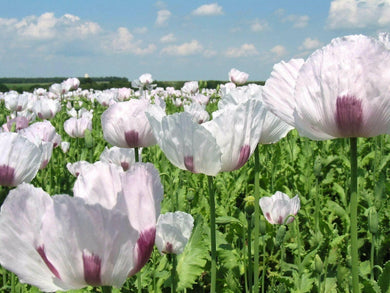 350 Tasmanian White Poppy - Purple Center Papaver Seeds - Seed World