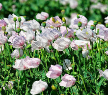 350 Tasmanian White Poppy - Purple Center Papaver Seeds - Seed World