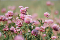 3500 Alsike Pink Clover Herb Flower Seeds - Seed World