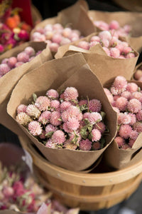 3500 Alsike Pink Clover Herb Flower Seeds - Seed World