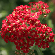 3500 Red Yarrow Seeds - Seed World