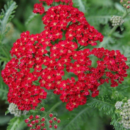 Close-up of vibrant red flowers with green leaves in the background