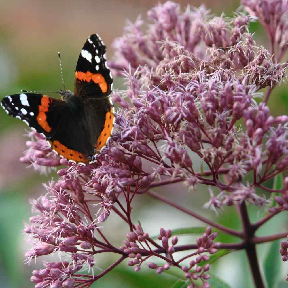 375 Joe Pyeweed Eupatorium Seeds - Seed World