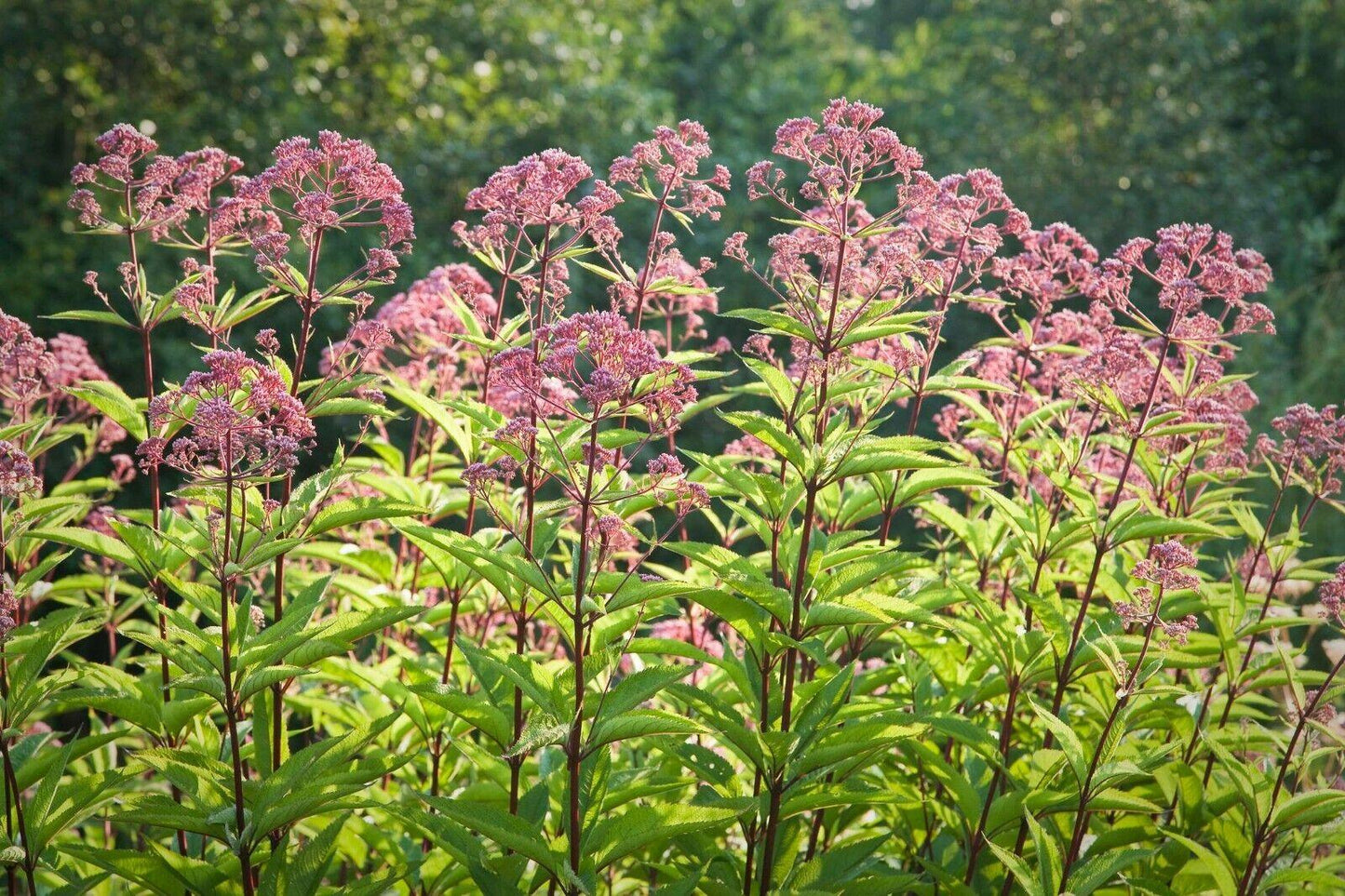 375 Joe Pyeweed Eupatorium Seeds - Seed World