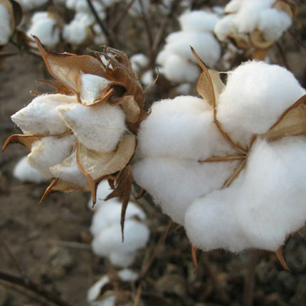 38 White Cotton Gossypium Seeds - Seed World