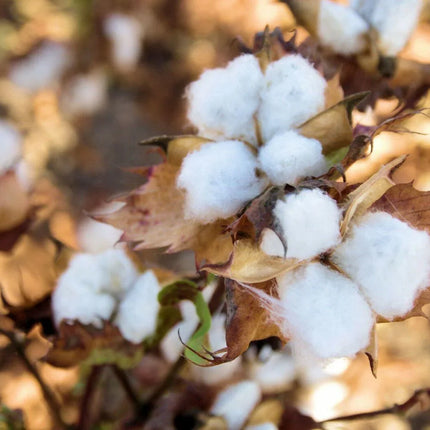 38 White Cotton Gossypium Seeds - Seed World