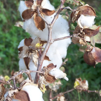 38 White Cotton Gossypium Seeds - Seed World
