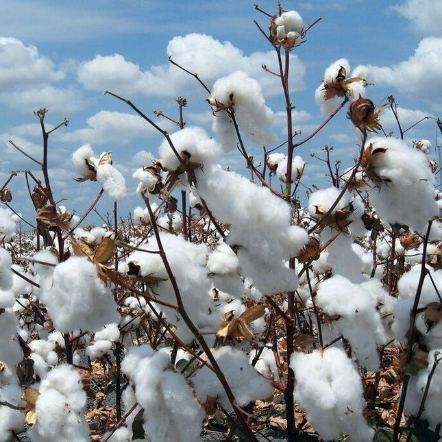 38 White Cotton Gossypium Seeds - Seed World