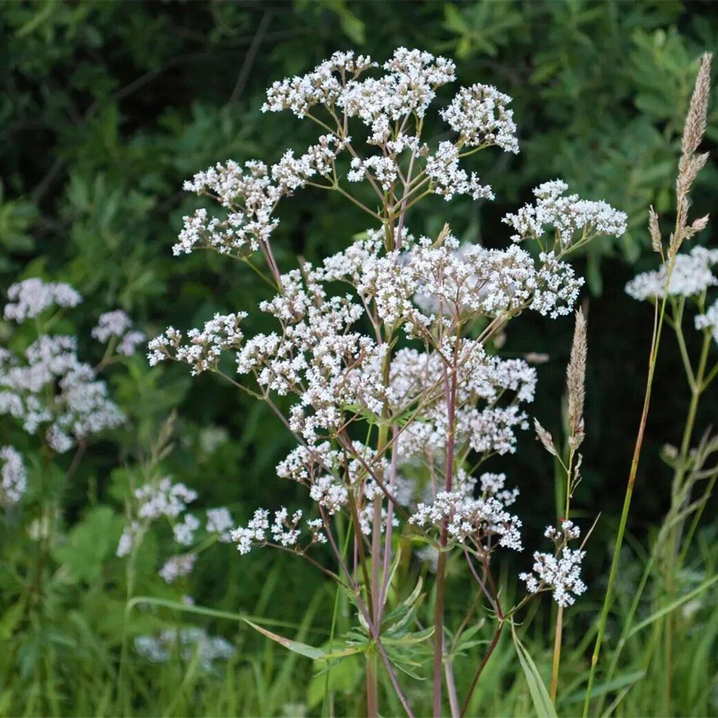 380 Anise Culinary Herb Heirloom Seeds - Seed World