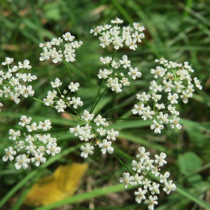 380 Anise Culinary Herb Heirloom Seeds - Seed World