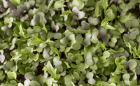 3800 Organic Broccoli Sprout Microgreens Seeds (10grams) - Seed World